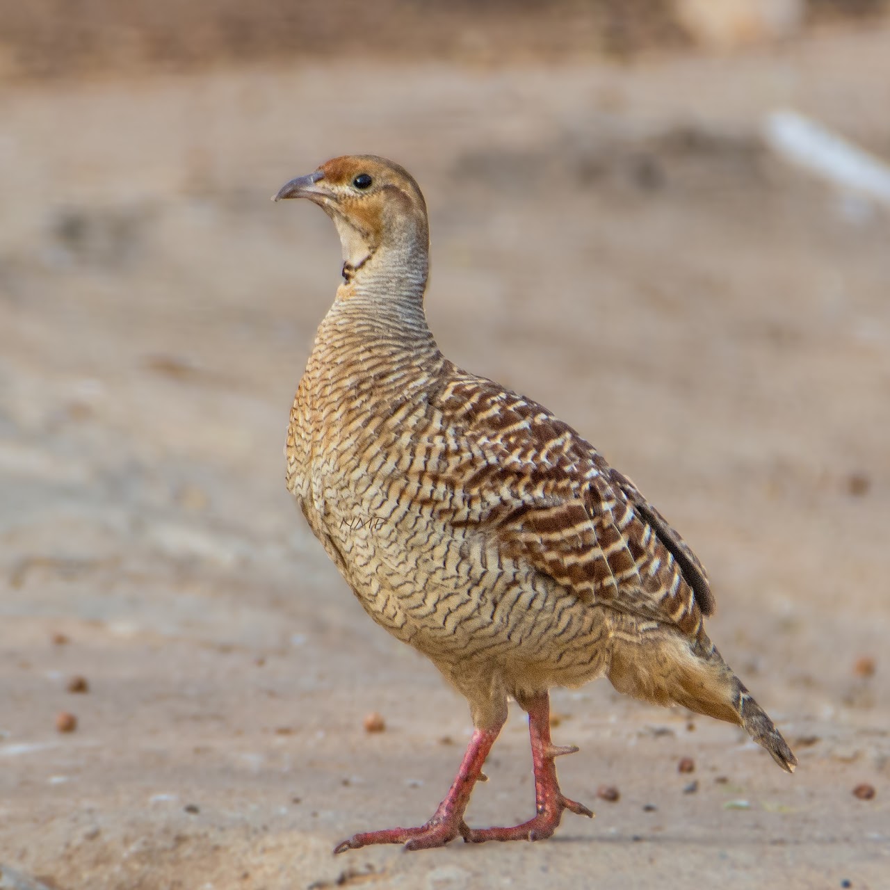 Grey francolin